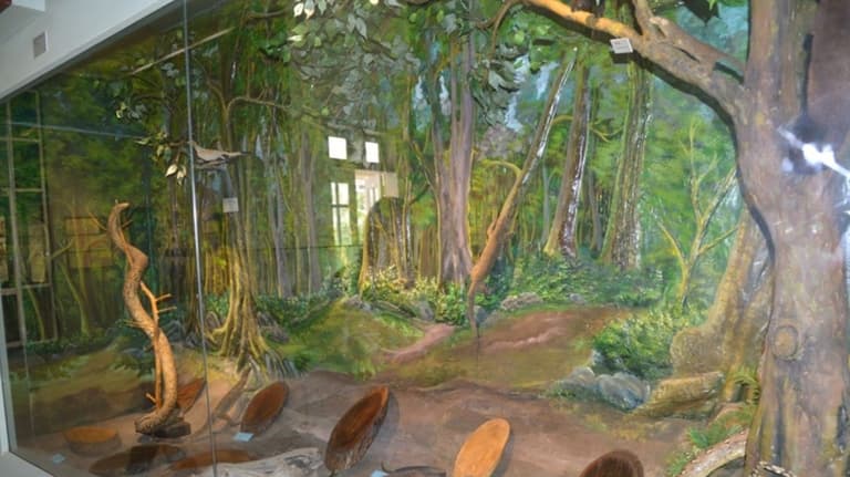 Bảo tàng Côn Đảo là nơi trưng bày các tiêu bản trong hệ sinh thái Vườn Quốc gia Côn Đảo